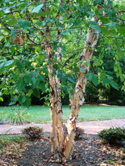 Betula Nigra (River Birch)
